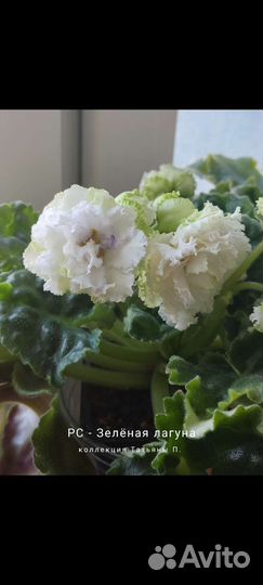 Фиалка свежесрезанный лист