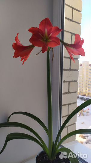 Комнатный цветок гиппеаструм