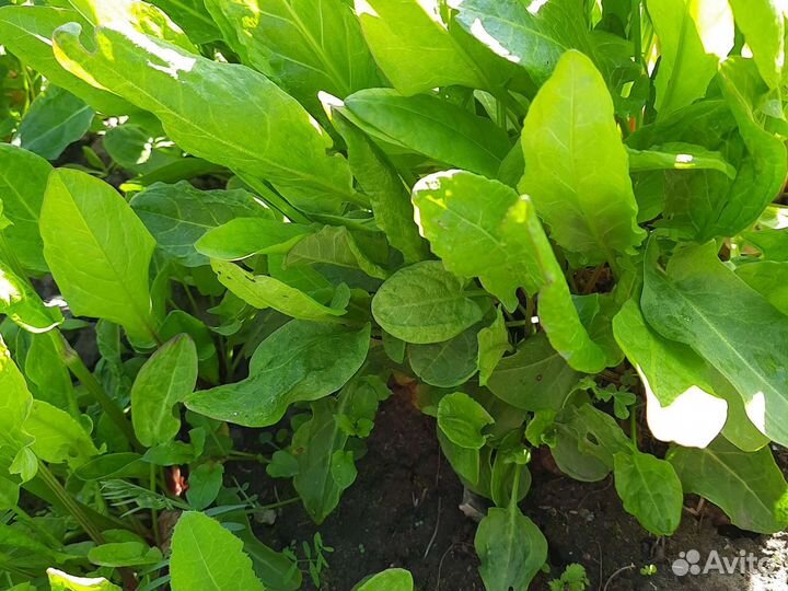 Щавель, укроп