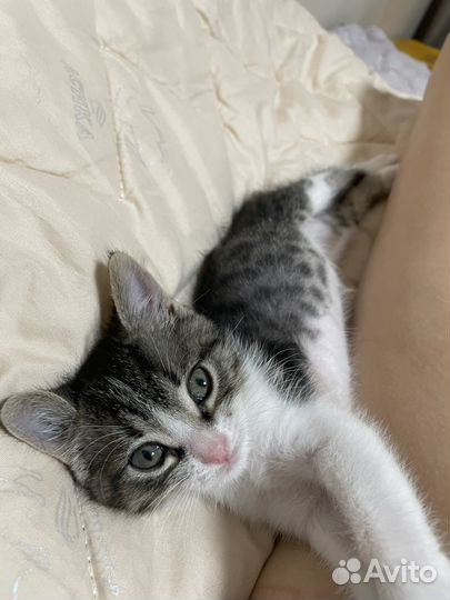Котенок мальчик в добрые руки