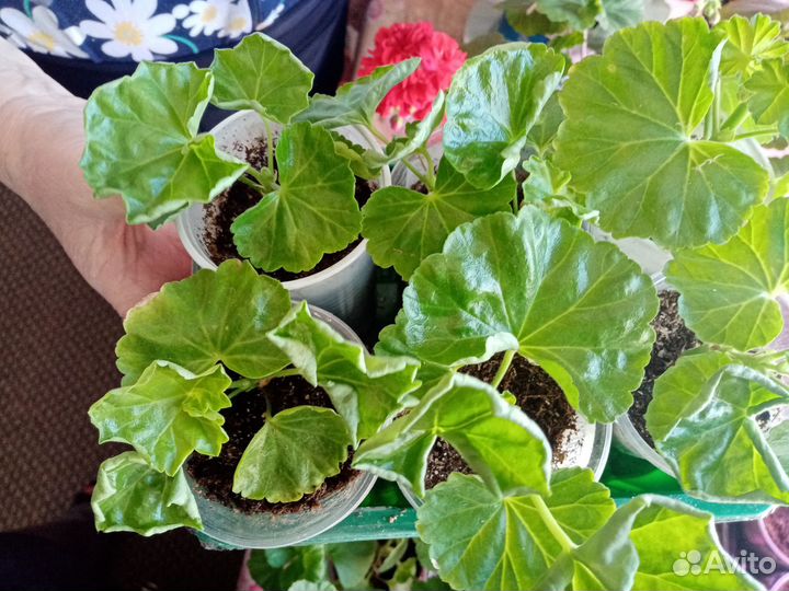 Пеларгония герань сортовая