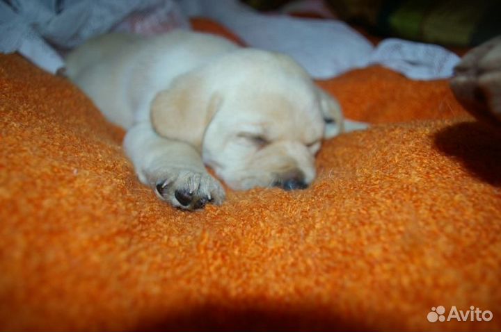 Малышка лабра