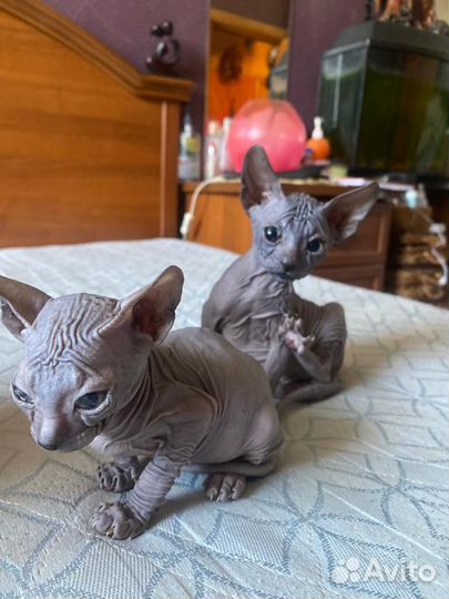 Донской сфинкс котята и один котенок браш