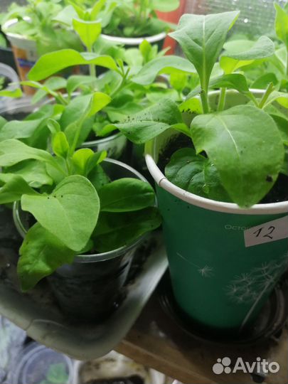 Петуния ампельная