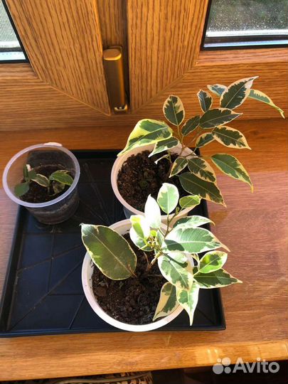 Фикус Бенджамина