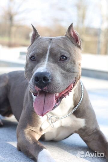 Вязка Стаффордширский терьер