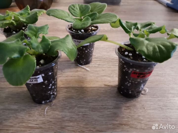 Набор №2 крупных сортовых деток фиалок