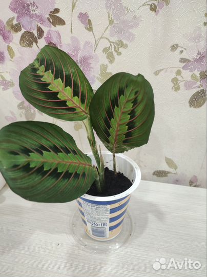 Маранта триколор комнатный цветок