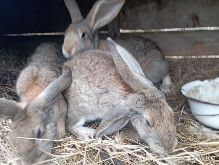 Кролики обмен