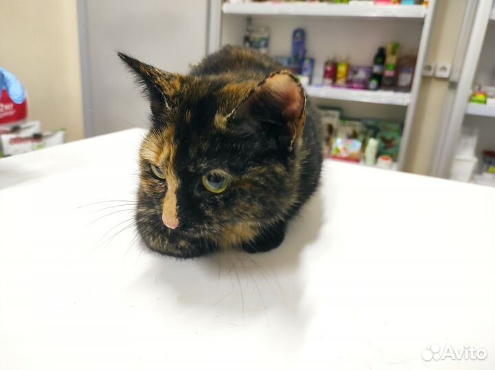 Кошки в добрые руки