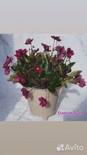 Сортовые трейлерные фиалки