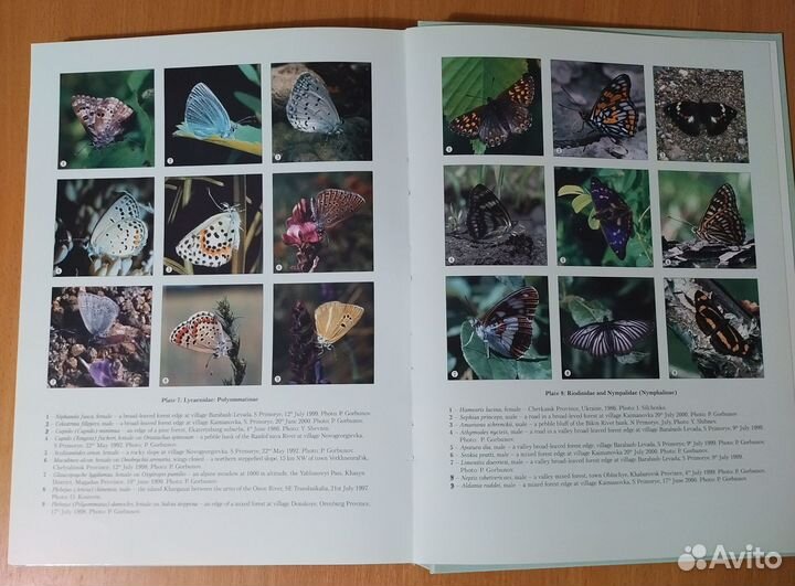The butterflies of Russia, P.Y.Gorbunov