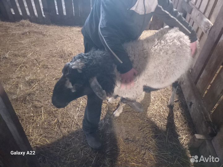 Курдючные бараны овцы