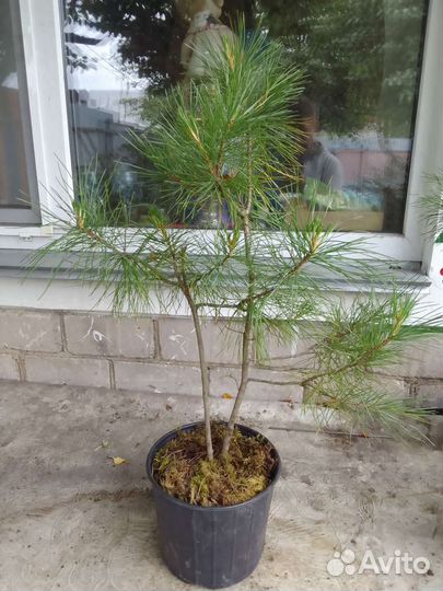 Кедр сибирский