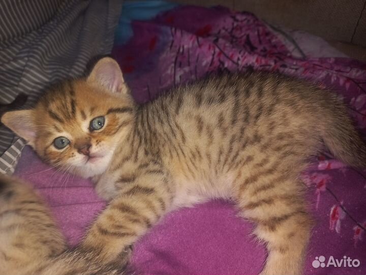 Британские котята