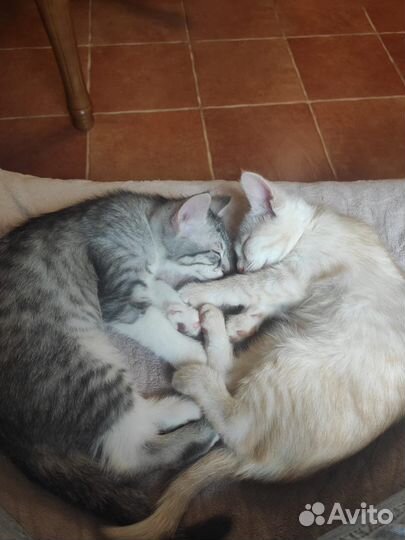 Котята в добрые руки