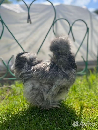 Петухи китайские шелковые