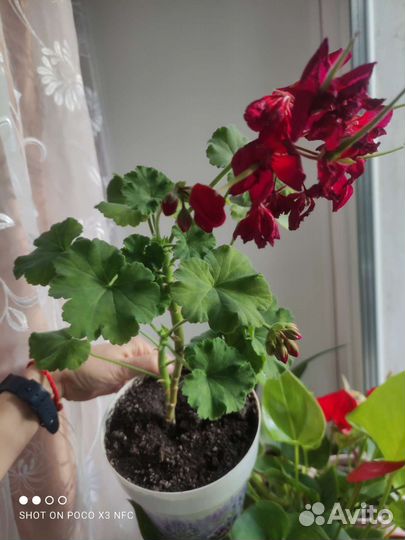 Пеларгония герань