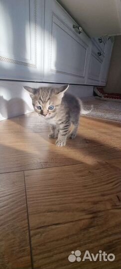 Кошка в дар