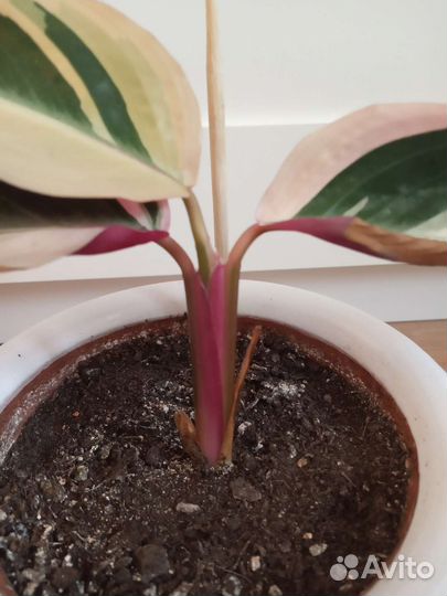 Горшки кашпо для цветов (керамика,пластик) привезу