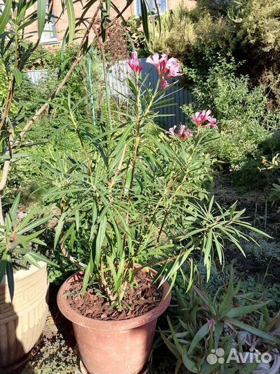 Олеандр сортовой