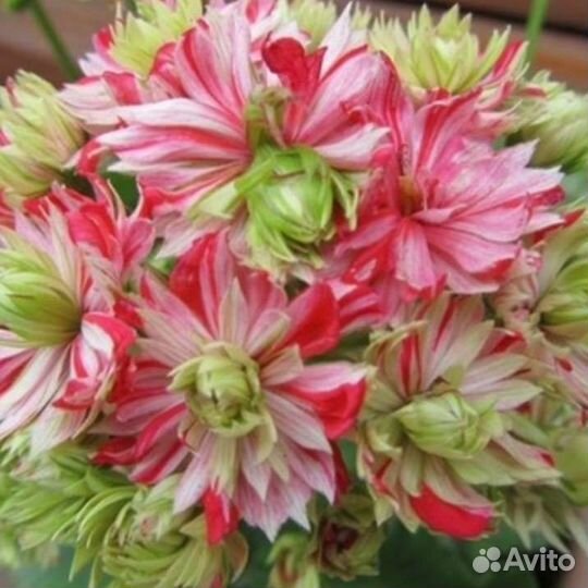 Пеларгония герань