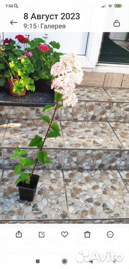 Гортензия Самарская Лидия