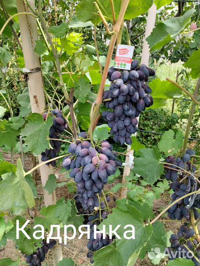 Продаю саженцы винограда