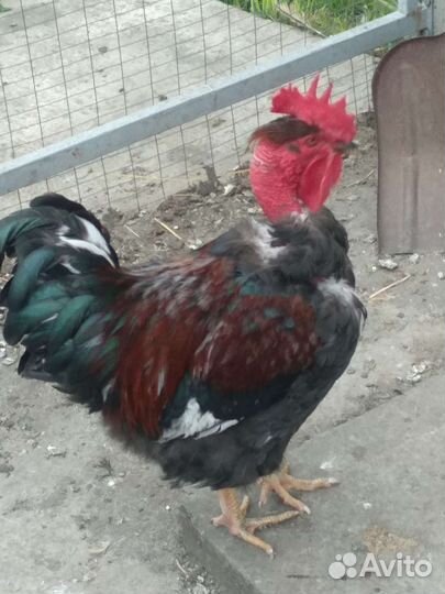 Куры петухи