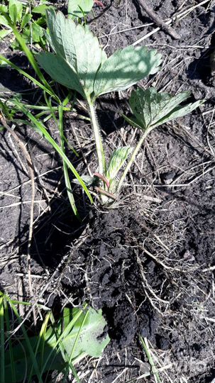 Рассада клубники