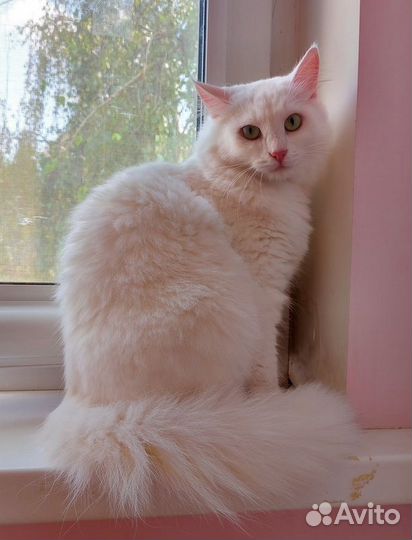 Роскошная белая ангорская пушистая кошка Жасмина