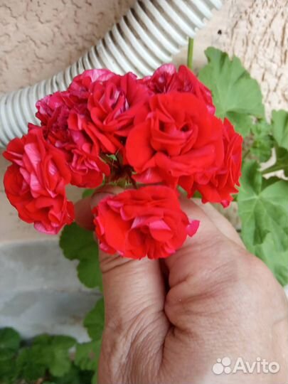 Продам цветы комнатные