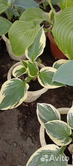 Хоста растение