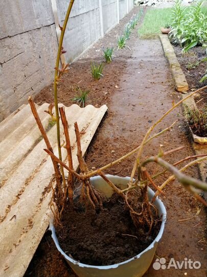 Ежевика чёрная бесшипая саженцы 2х лет