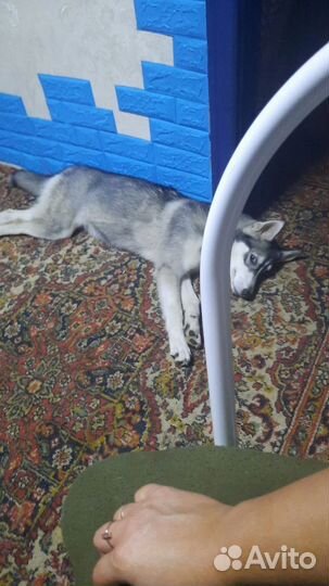 Щенок хаски