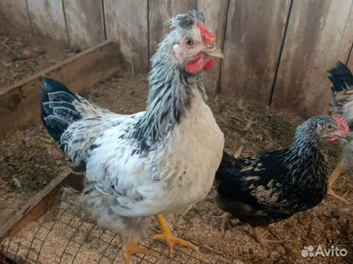 Молодые петушки домашние