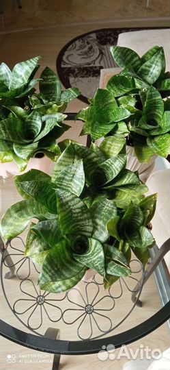 Сансевиерия