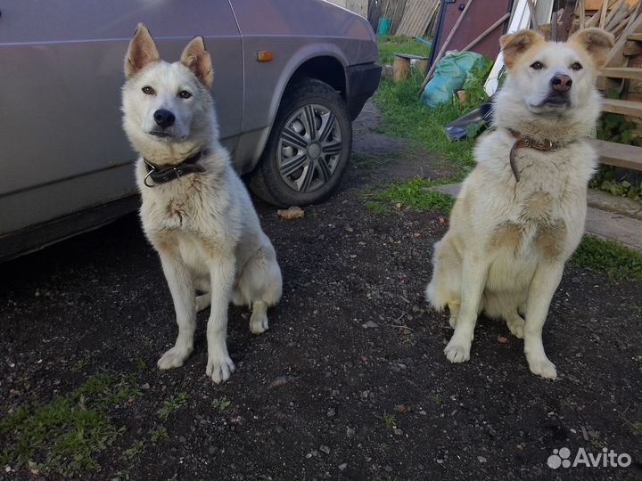 Отдам в добрые руки щенка