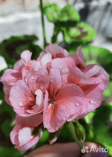 Пеларгония герань разные