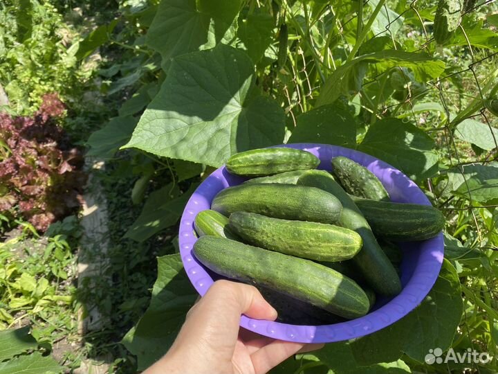Огурцы