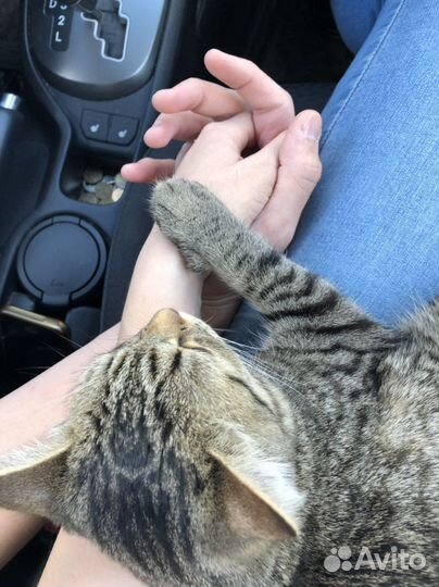 Передержка животных кошек зооняня