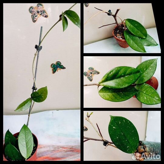 Антуриум Хойи Акута 997 Карноза Обовата Кримсон Сп