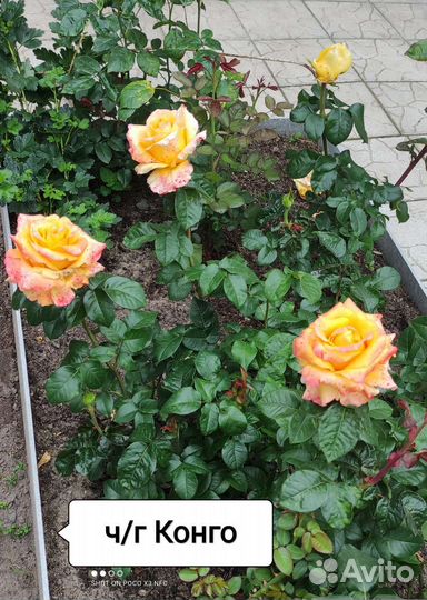 Саженцы роз