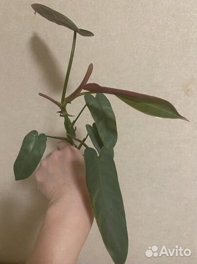 Филодендрон santa Леопальдина