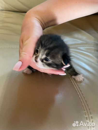 Кошки в добрые руки бесплатно