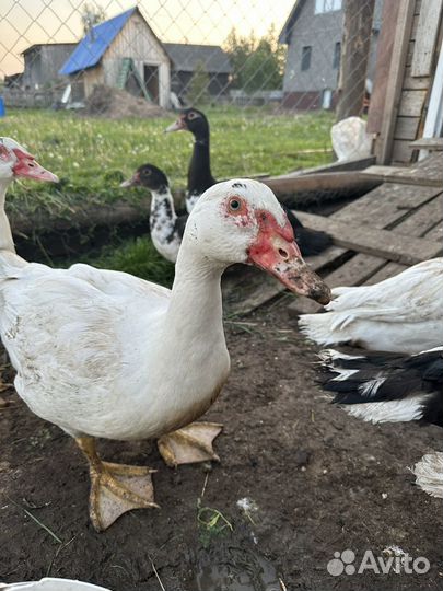 Утки(Индоутки)