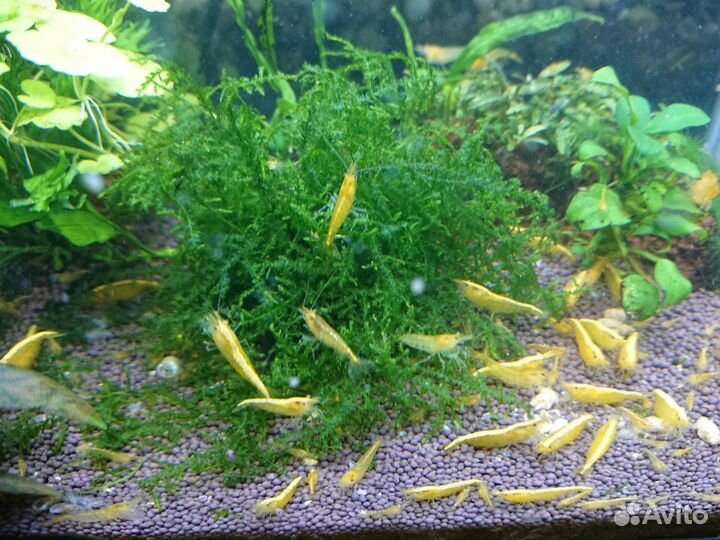 Креветки блю дрим, жёлтый неон. Кондиционер tetra