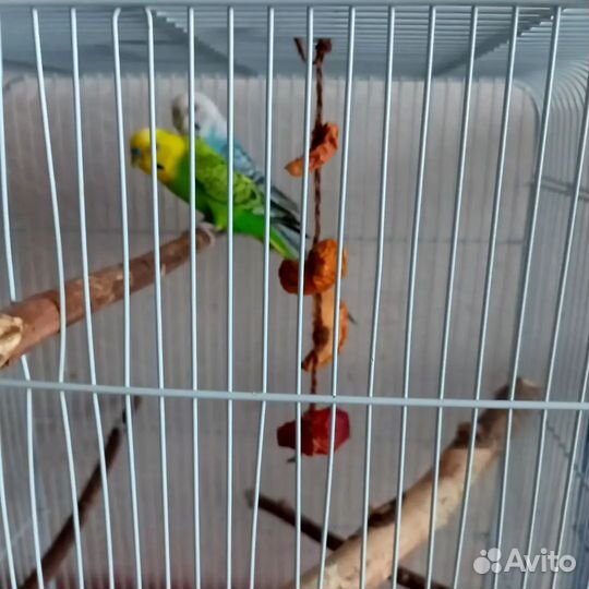 Волнистые попугаи