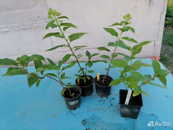 Гортензии, ирисы сибирские, декоратив.лианы и др