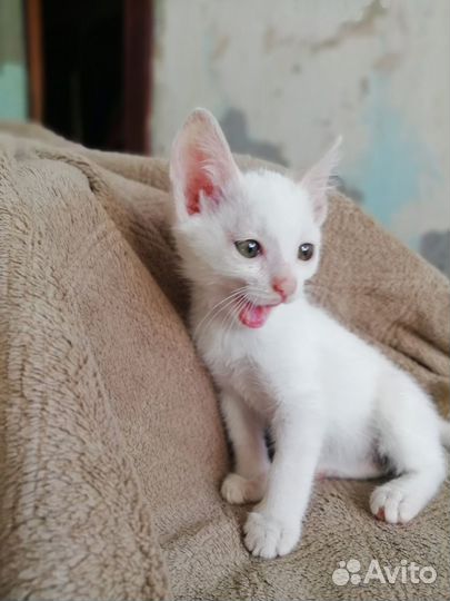 Котенок в добрые руки